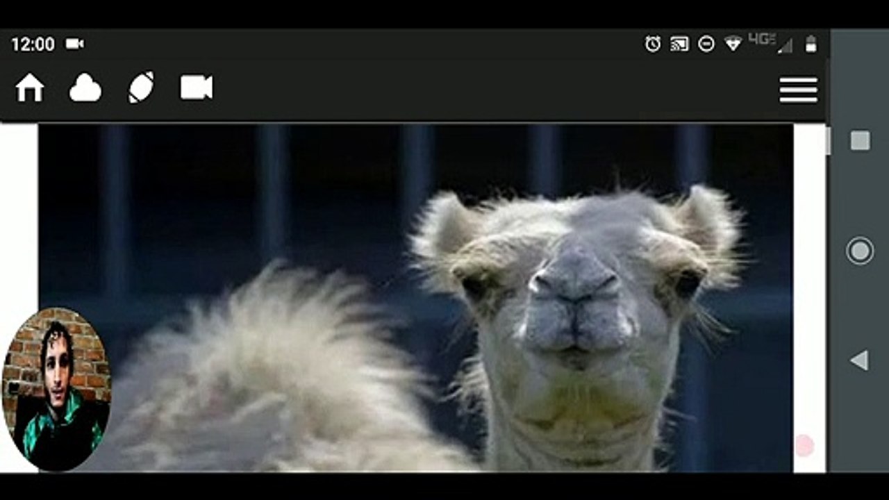 Story about a woman who bite camel's balls