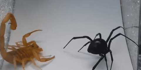 Vídeo Viral: la espeluznante y mortal pelea entre la viuda negra y el escorpión