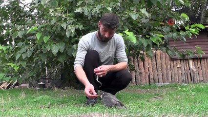 Kanadı kırık kerkeneze evinde bakıyor