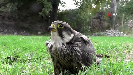 Kanadı kırık kerkeneze evinde bakıyor