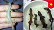Rice bowl Cicak Panggang, kuliner populer di Vietnam - TomoNews