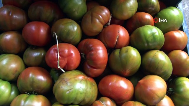 - Tonlarca domates kabzımalların elinde kaldı- Adana'da talep düştüğü için kilosu 70 kuruşa kadar düşen ve satılamayan 60-70 ton domates kabzımalların elinde kaldı- Yüreğir Sebze ve Meyve Komisyoncuları Derneği Başkanı Hacı Yüksekyay...