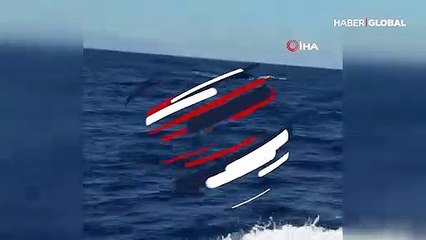 Çeşme açıklarında balina ve yavrusu görüldü