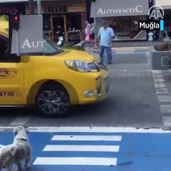 Yayalar kırmızı ışıkta geçti, sokak köpeği yeşil ışığı bekledi