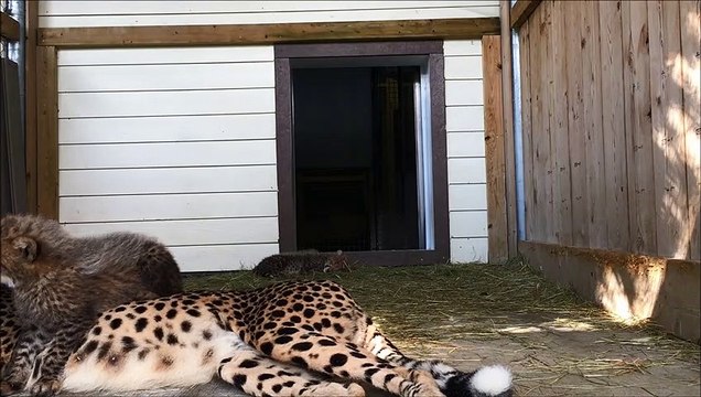 Guépards nés au Parc Safari à l'été 2019