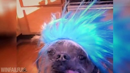 Best ANIMAL Fails Compilation 2016 - Funny Animals || WinFailFun Best Fails of 2016