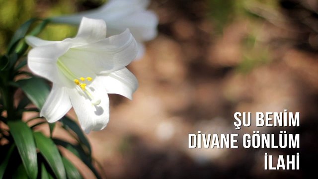 Müziksiz İlahiler - Şu Benim Divane Gönlüm