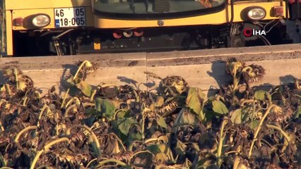 Tüketicinin tercihi siyah çekirdek oldu, tarlalar havadan görüntülendi