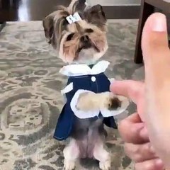 Ce toutou implore sa maîtresse de ne pas lui ôter la vie, une scène à la fois surréaliste et marrante