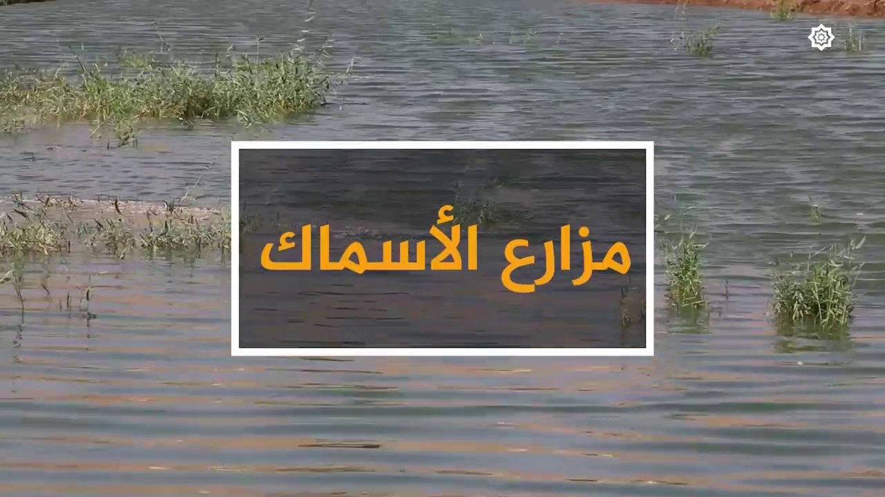 مزارع الأسماك، تجربة جديدة في ريف ادلب، نقلها نازحو سهل الغاب..تعرف عليها