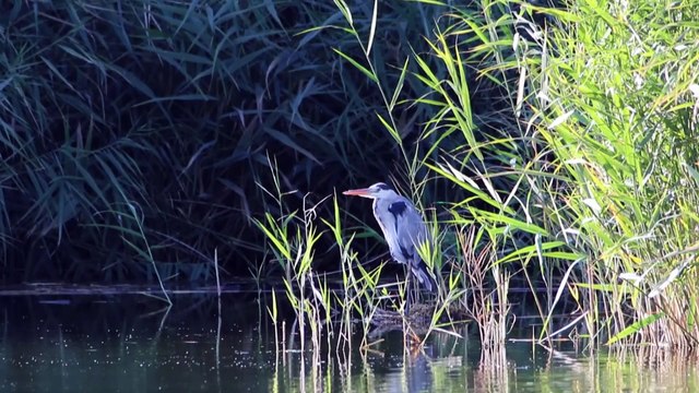 Ağrı Dağı'nın zirvesinde kar, eteğinde sonbahar var - IĞDIR