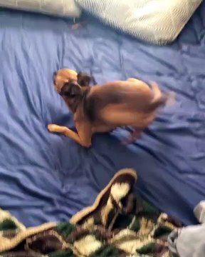 Ingérable ! Ce chien devient complètement fou quand il est sur le lit de sa maîtresse. Nous sommes morts de rire!