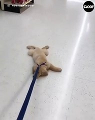 Une véritable torture ! Ce chien n’est vraiment pas du matin.Voici sa réaction HILARANTE ...