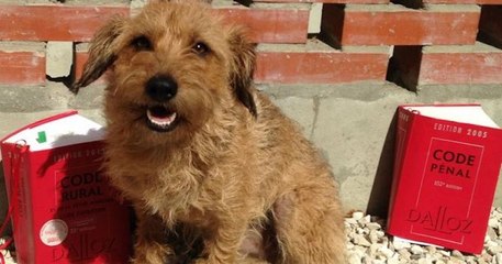 Bientôt une loi pour punir les propriétaires qui abandonnent leurs animaux ?