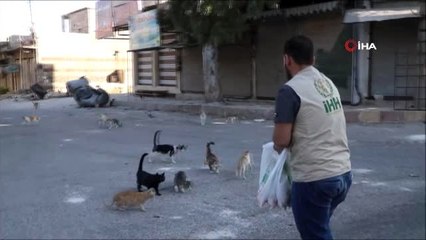 - İHH, Kafranbel'deki Sokak Hayvanlarını Unutmadı