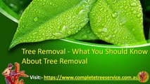 Tree Removal What You Should Know About Tree Removal