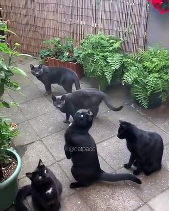 Ce chat est très joueur. Et il adore s'amuser avec des bulles sous le regard de ses compagnons