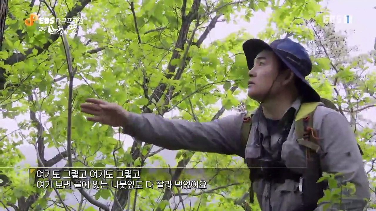EBS 다큐프라임 - Docuprime_야생리포트 DMZ 2부- 산양의 꿈_#003