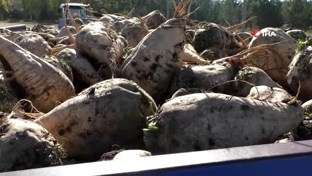 Kars Şeker Fabrikası'nda pancar alım kampanyası başladı