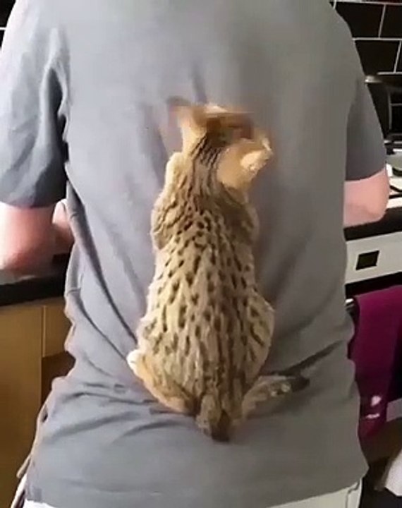 Ce que Fait ce Chat est Vraiment touchant ! Il est accro à son humain