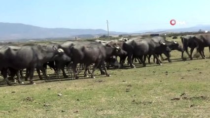 Afrika savanası değil, bu görüntüler Manisa'dan...Mandaların suya girme ve suda yatma görüntüleri,...