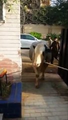 Qurbani Of Bull Part 1 | 2019 | Eid - e - Qurban