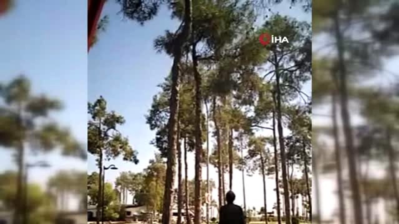 5 saat ağaçta mahsur kalan kediyi itfaiye ekipleri kurtardı