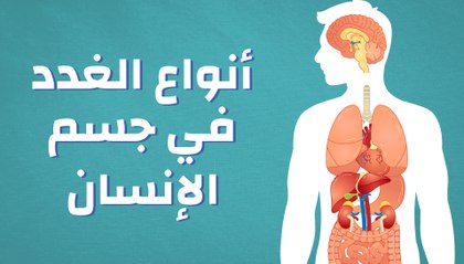 أنواع الغدد في جسم الإنسان