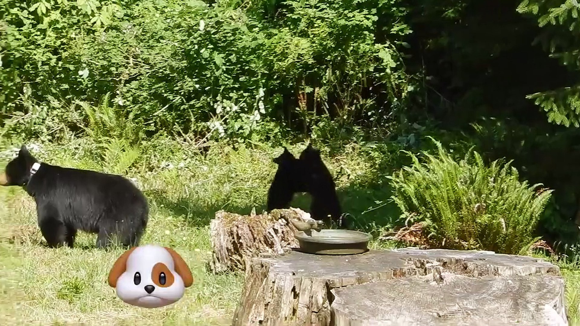 ⁣Funniest Pets & Animals of the Week | Funny Pet Videos