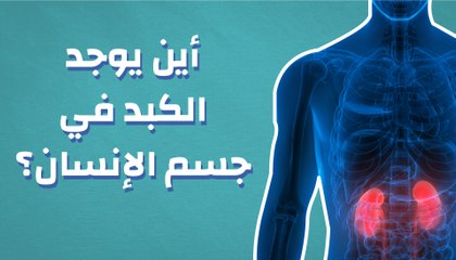 أين يوجد الكبد فى جسم الإنسان