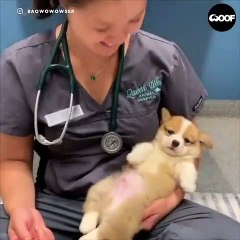 Inerte ! Ce chien fait le mort dans les bras du vétérinaire.