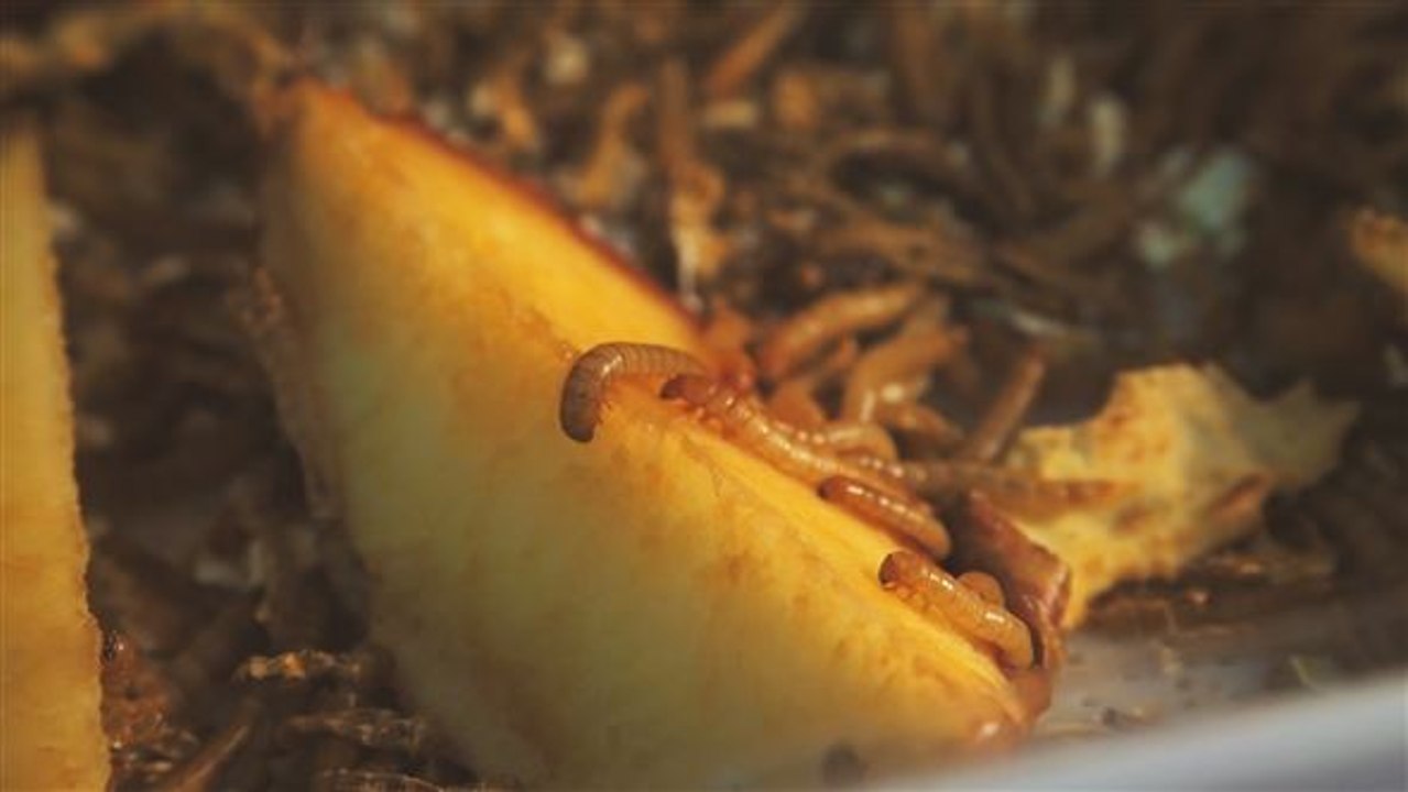 Inspire in a Minute: Mehlwürmern ein Zuhause geben