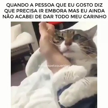 Coup de foudre ! Ce chat ne lâche pas son maître d’une semelle… Découvrez sa merveilleuse technique !