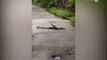 Feroz pelea entre tres serpientes en una carretera de India