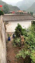 Un singe se donne de l'élan avec un arbre