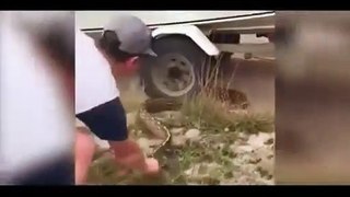 17 foot long python attacks Tourists