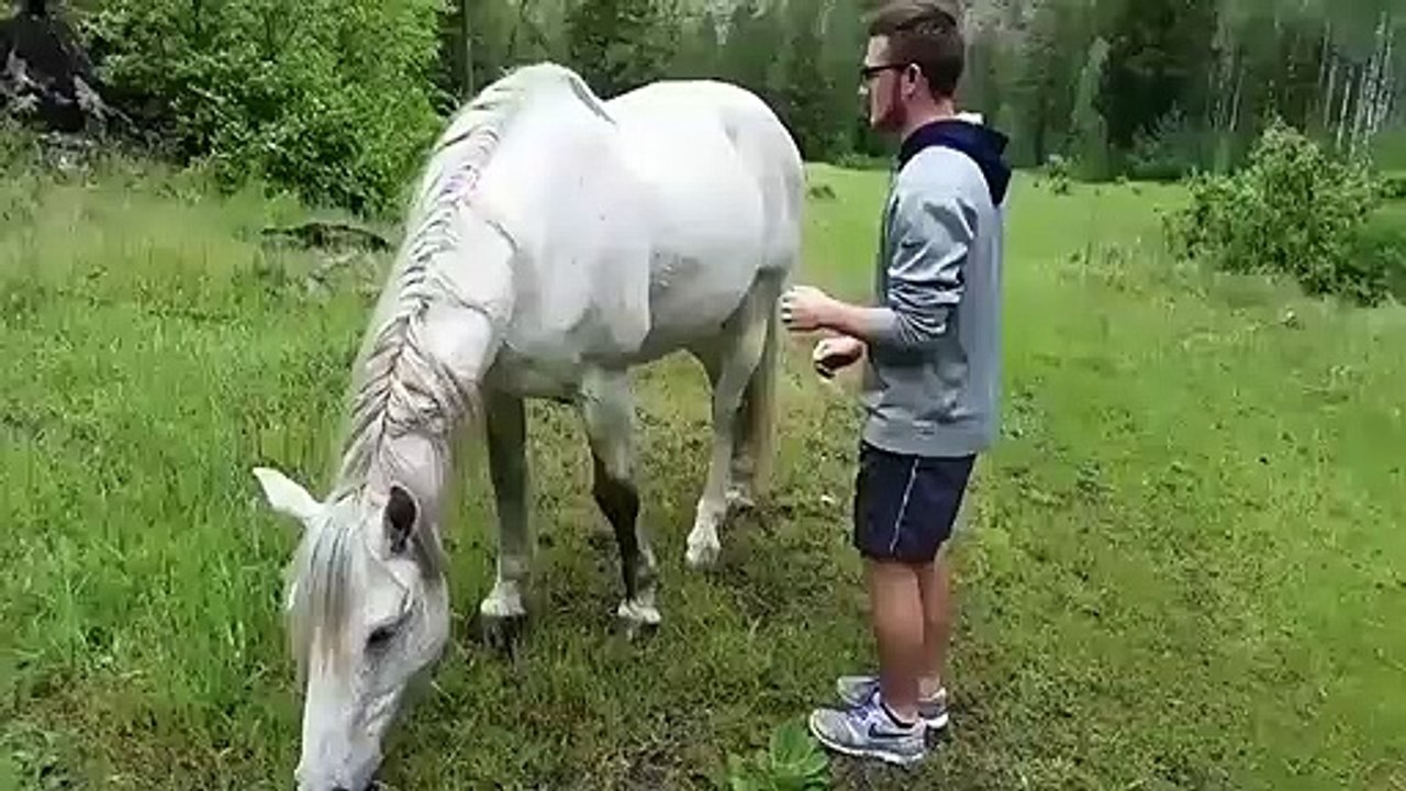 Un homme essaye de monter sur un cheval ! LOL