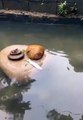 Un petit poisson sauvé par une petite tortue !