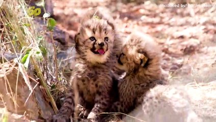 Cute Baby Pics Alert! Cheetah Goes Out With Cubs for the First Time