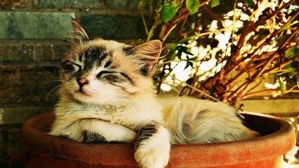 Happy Flute Music | Bright Happy Music | Relaxation Music | Honey 125