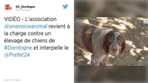 Chiens de chasse maltraités en Dordogne. L’association One Voice dénonce l’inaction des autorités