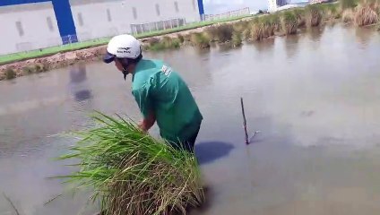 giăng lưới mà thây cảnh này sợ tới già