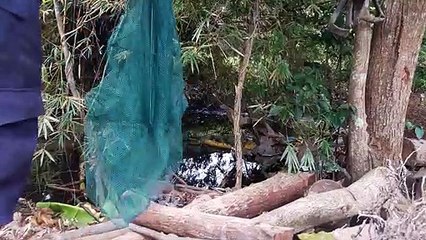 Dùng bat quái để bat ca