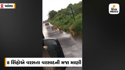 રાણીગપરા ગામમાં 8 સિંહોએ વરસતા વરસાદની મજા માણી, વીડિયો વાઈરલ