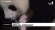 Watch: Footage of first giant panda cubs to be born at Berlin Zoo