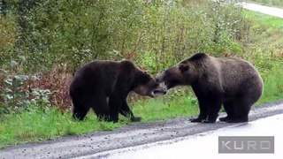 Un duel impression entre deux grizzlis - Canada