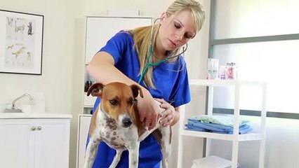 Animal Medical Center Appleton | Veterinarian in Appleton, WI