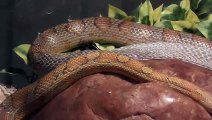 Regardez ce serpent changer de peau en pleine mue !