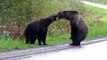 2 énormes ours se frappent au milieu de l'autoroute !