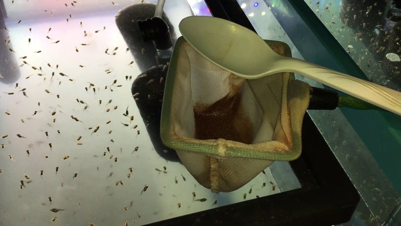 Artemia viva es esencial